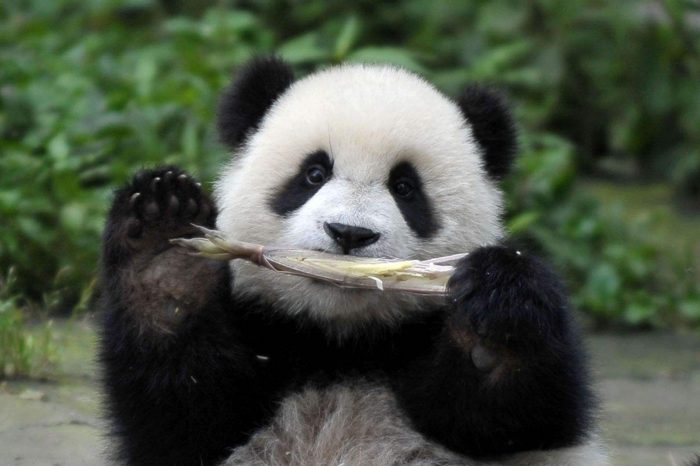 Pandas Gigantes & China