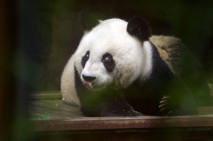 Viaje de Lo Mejor de China y Pandas Gigantes
