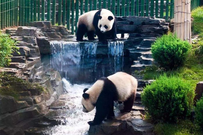 Shangai & Pandas Gigantes