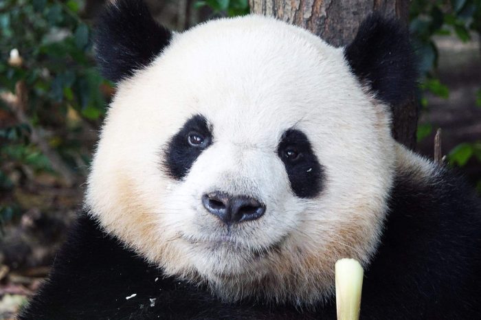 Gran Muralla, Guerreros y Pandas Gigantes