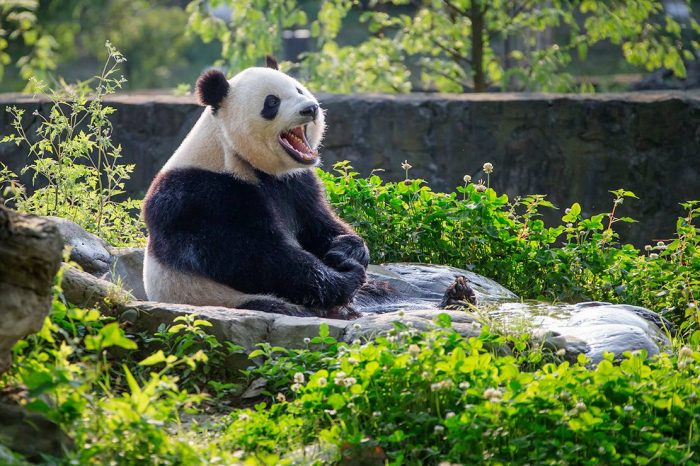 La Experiencia China con el Panda Gigante