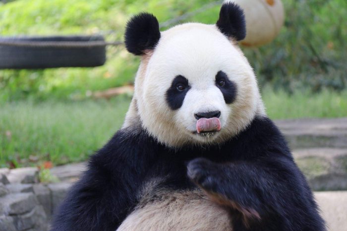 China Clásica con Crucero Yangtze y Panda Gigante