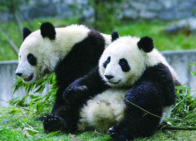 Pandas Gigantes y Lhasa