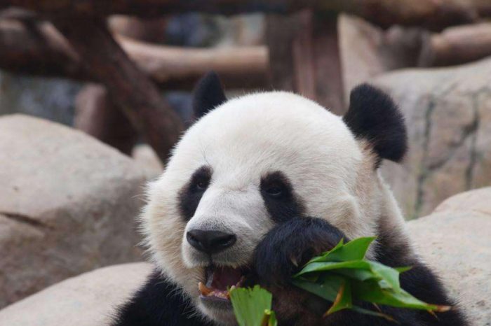 Ni Hao, Pandas Gigantes !