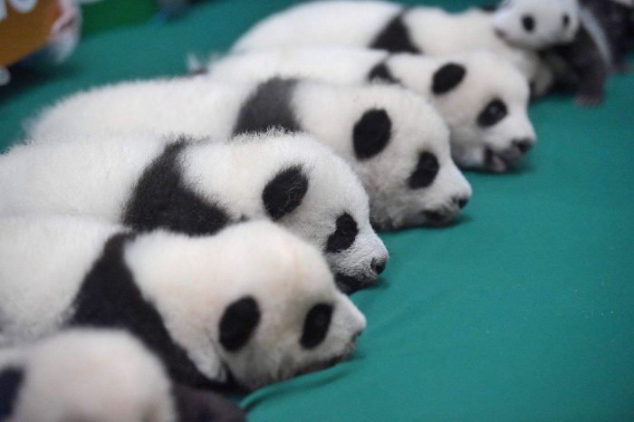 Pandas Gigantes y el Buda Gigante en Leshan