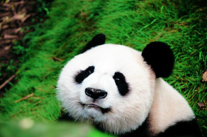 Los Pandas Gigantes y la Antigua Civilización China