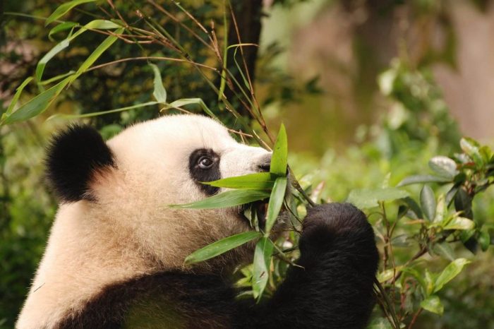 Programa de Voluntariado Panda Keeper en la Base de Bifengxia Panda