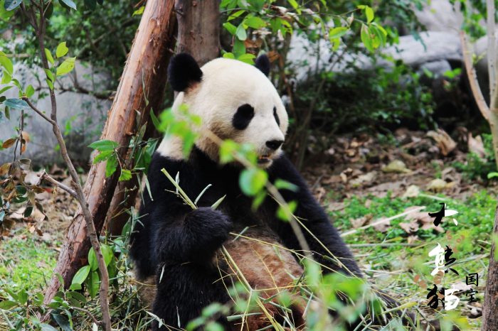 Viaje de un Día a Panda & Museo de Cocina de Sichuan