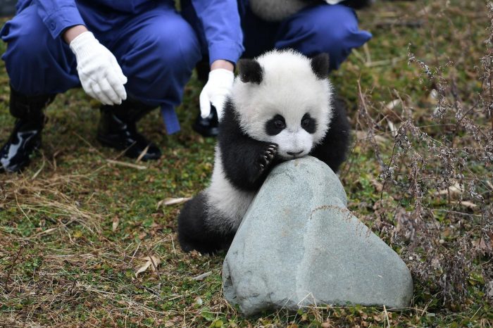 Viaje de 2 Días a la Cultura Clásica del Té con Visita de Panda Gigante