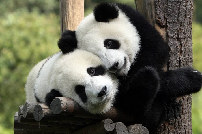 Viaje 4 Días de Tour Clásico de Leshan & Monte Emei