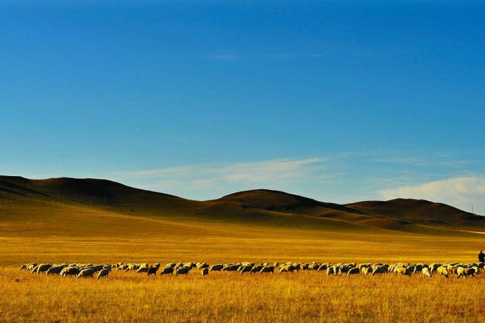 Viaje de un Día por los Pastizales de Xilamuren