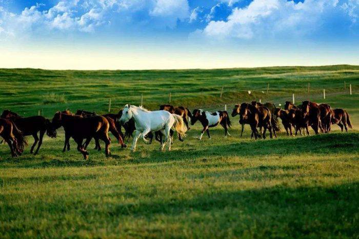 Viaje de 4 Días a los Pastizales a Mongolia Interior desde Pekín en Avión